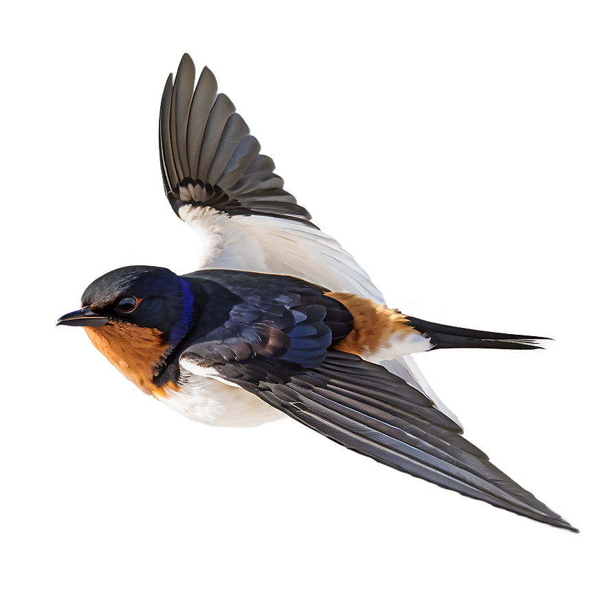 Swallow Bird Migration Png 76 PNG