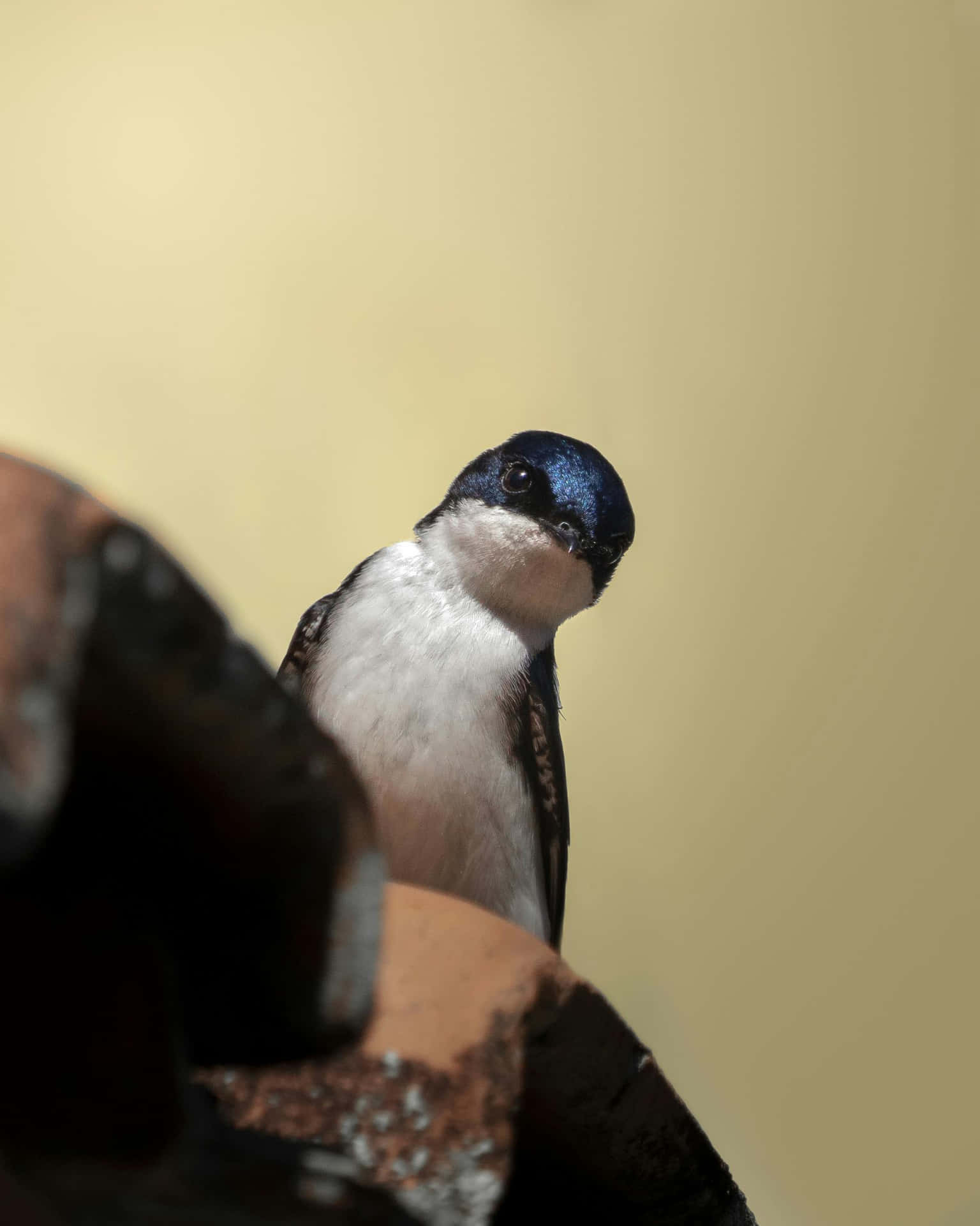 Swallow Bird Perched Wallpaper