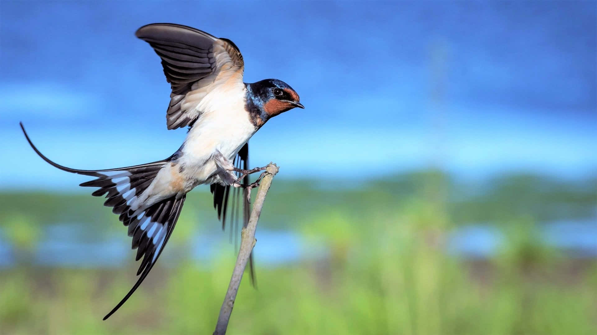 Swallow Bird Preparingfor Flight Wallpaper