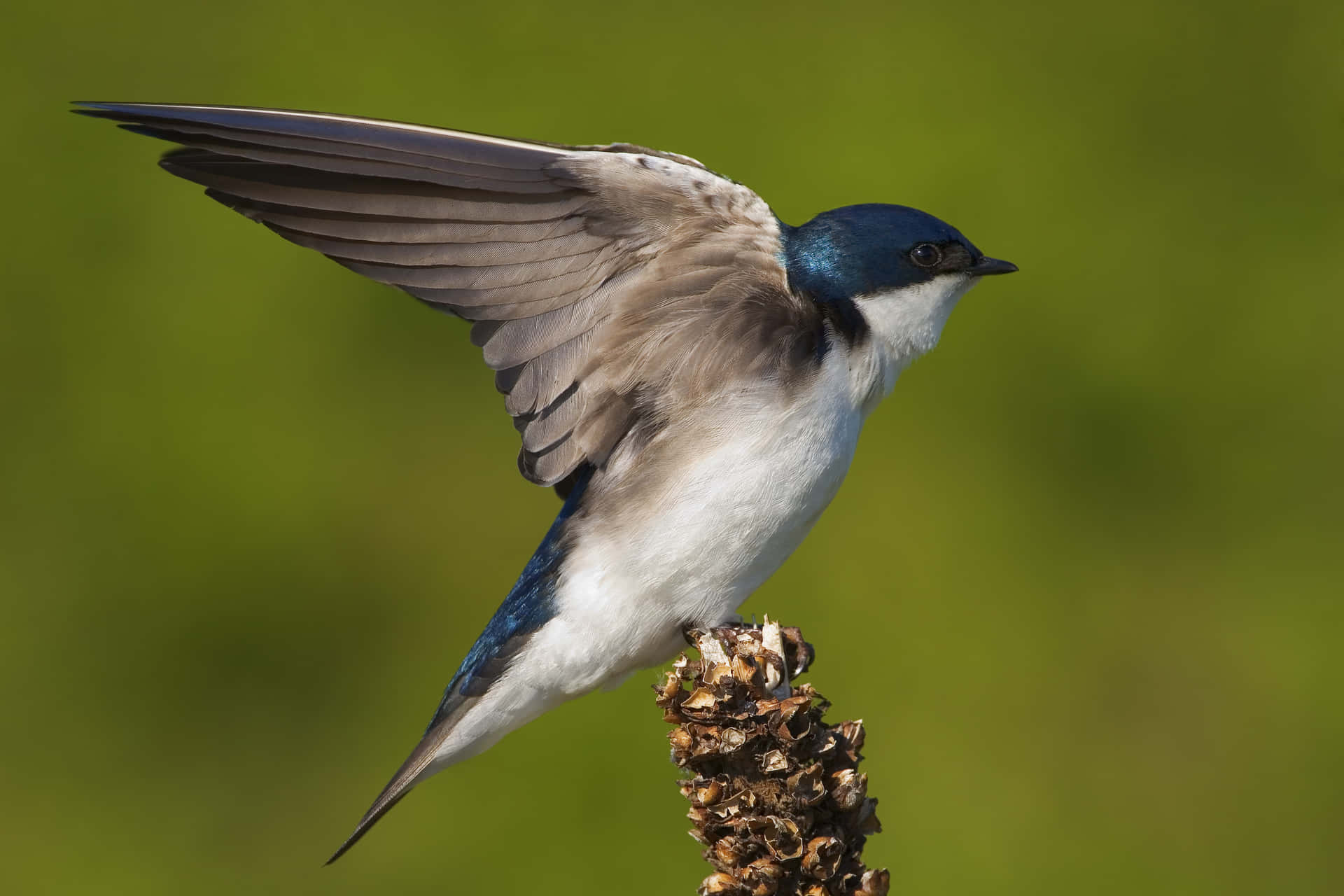 Swallow Bird Readyfor Flight Wallpaper