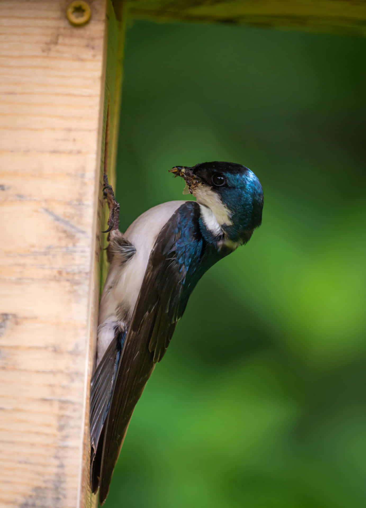 Swallow Birdat Birdhouse Entrance.jpg Wallpaper