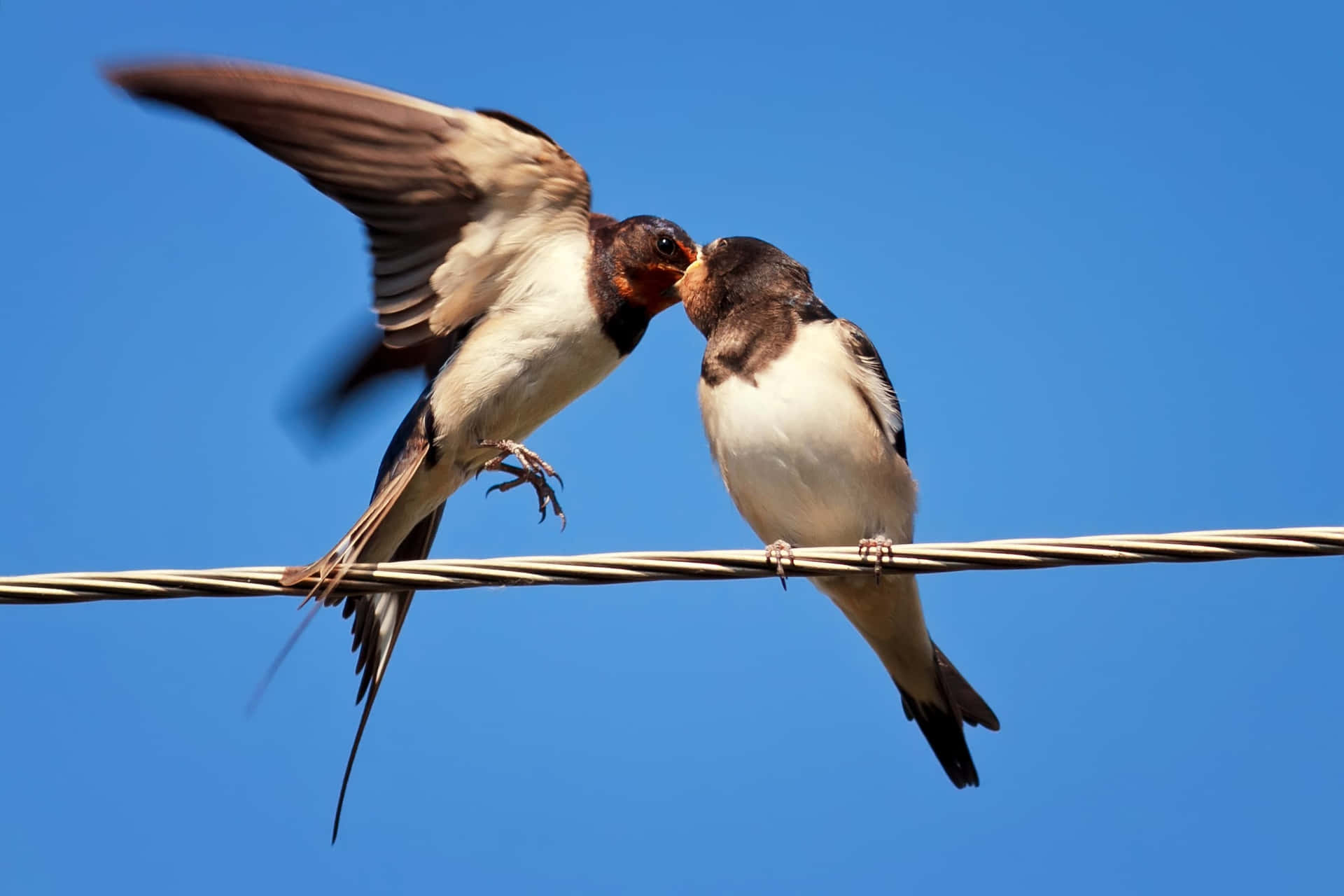Swallow Birds Mid Air Interaction Wallpaper