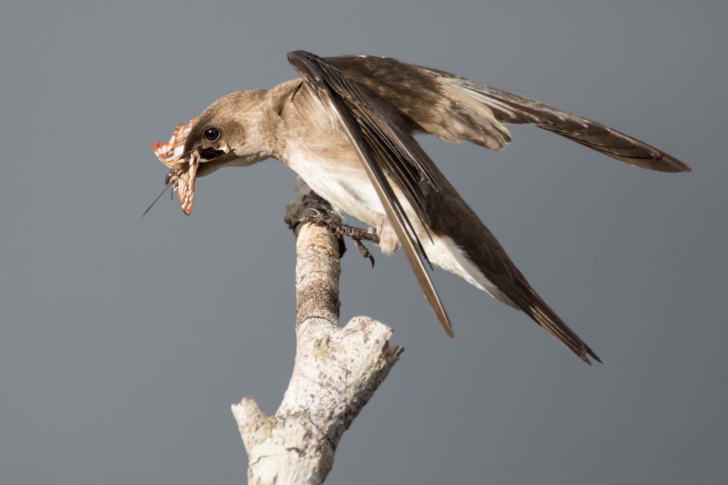 Swallow Catching Insect Mid Flight Wallpaper