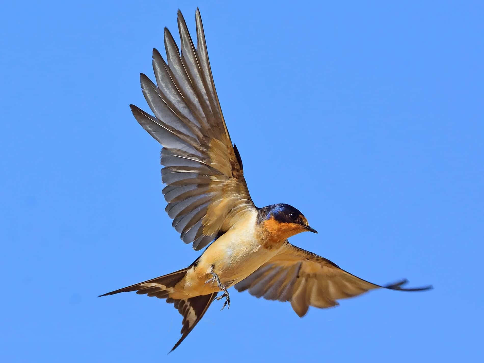 Swallow In Flight Against Blue Sky Wallpaper