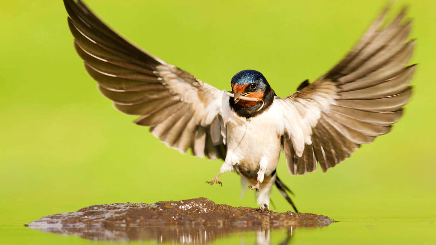 Swallow In Flight Over Water Wallpaper