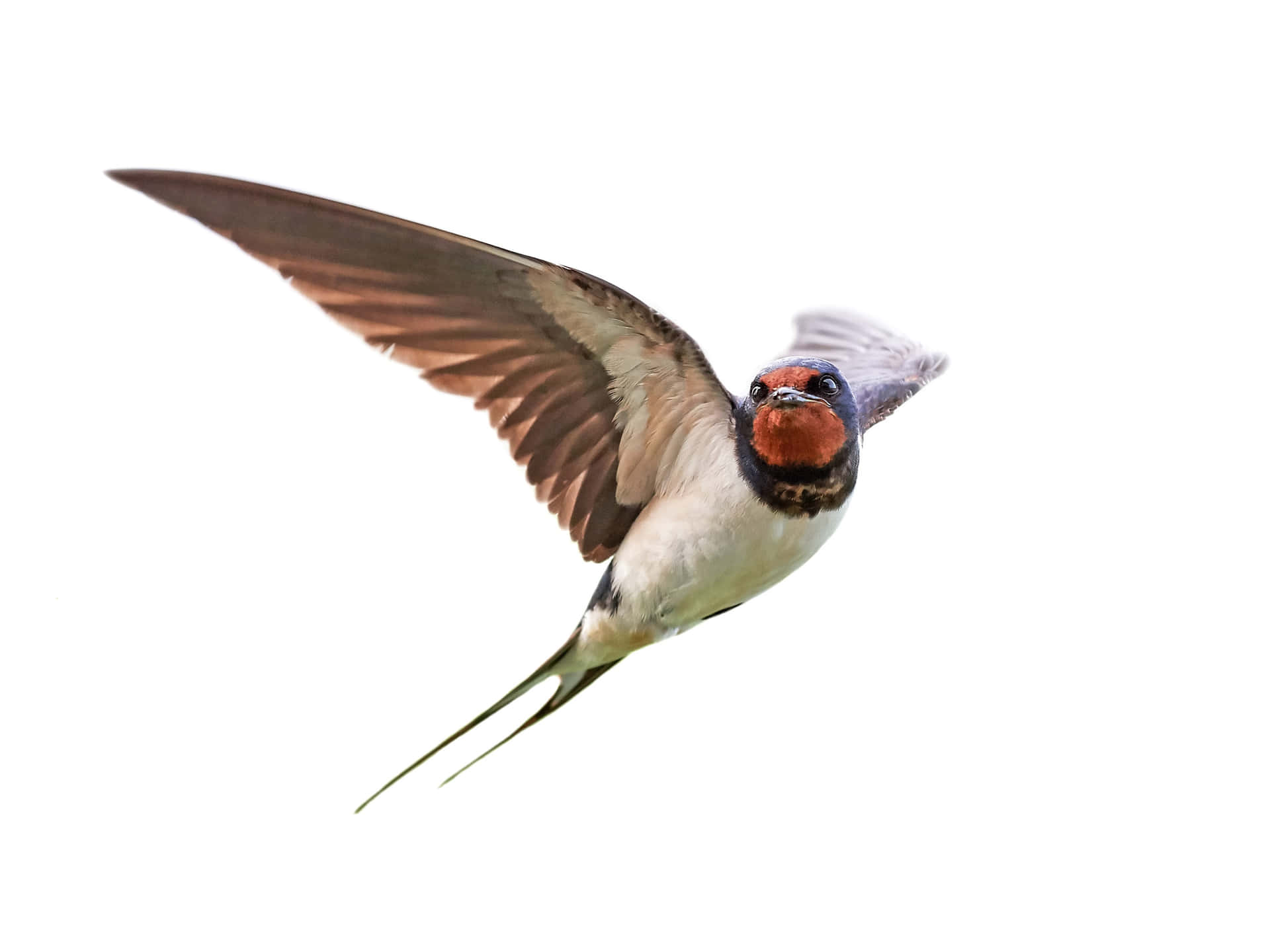 Swallow In Flight Photography Wallpaper