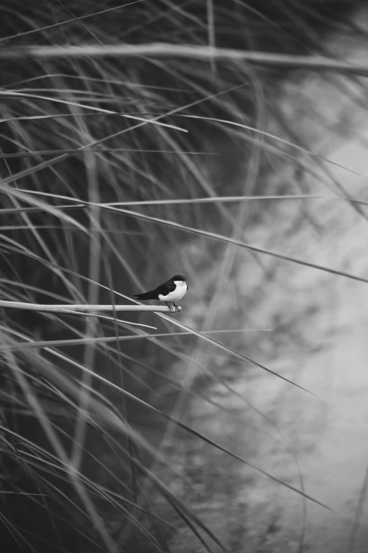 Swallow Perchedin Monochrome Reeds Wallpaper