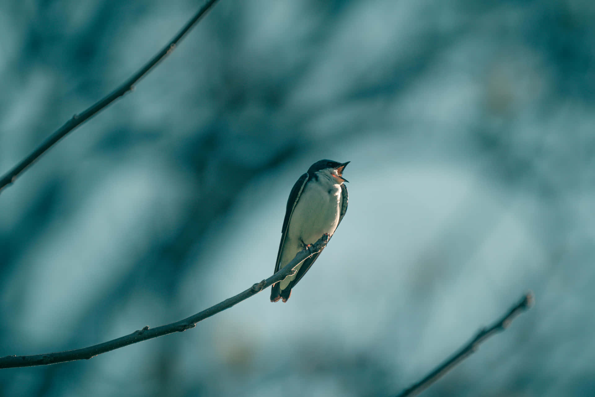 Swallow Perchedon Branch Wallpaper