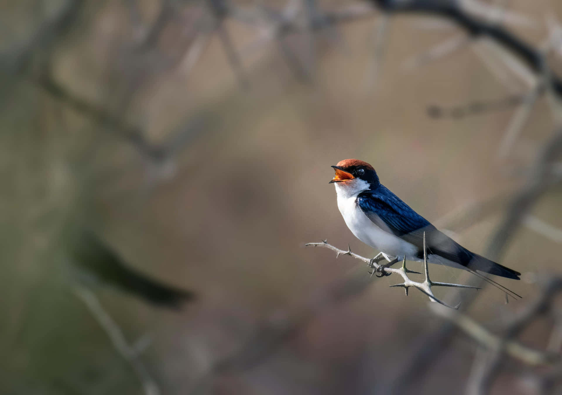 Swallow Perchedon Branch Wallpaper