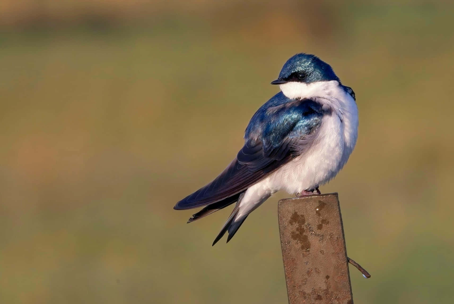 Swallow Perchedon Metal Post Wallpaper