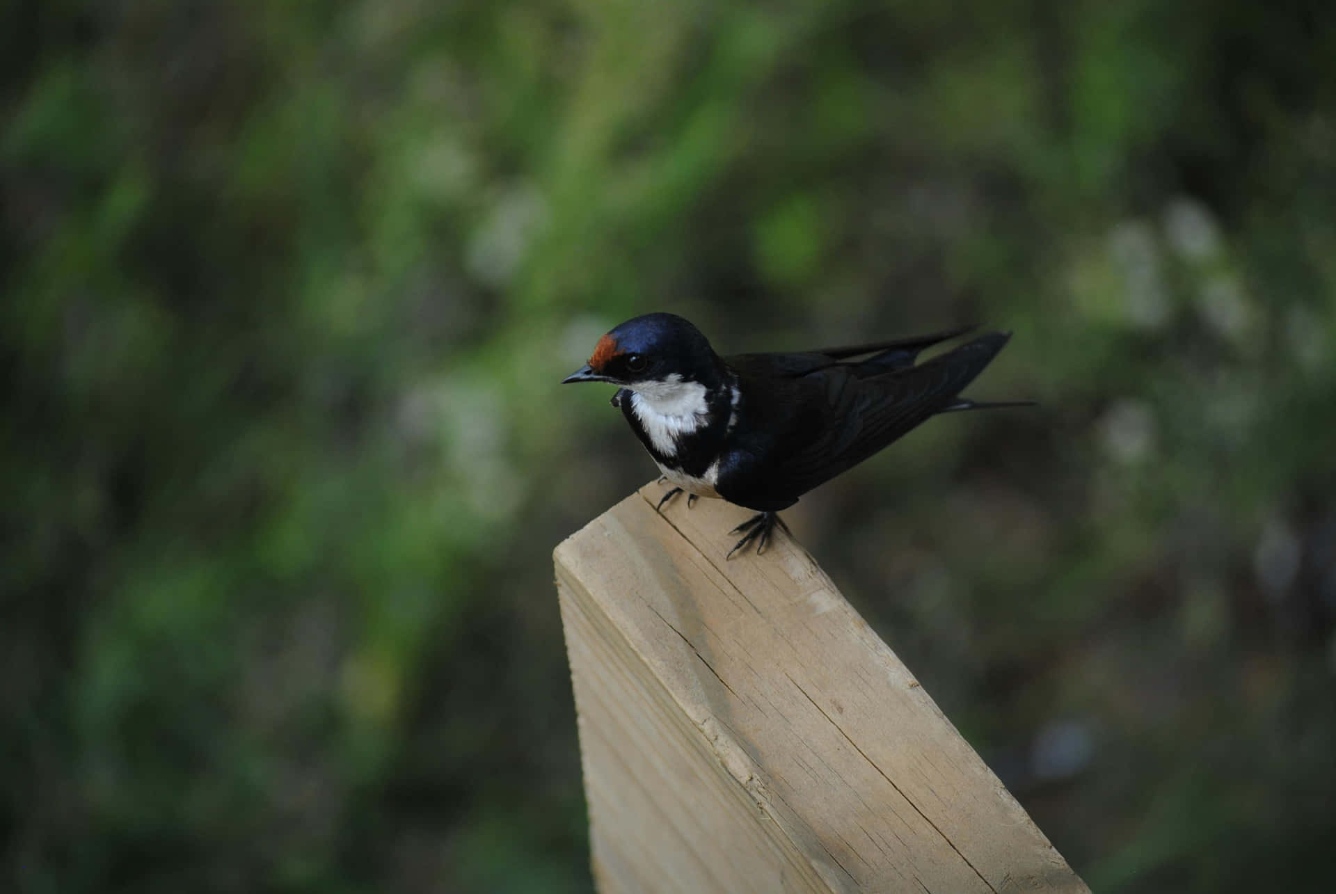 Swallow Perchedon Wooden Plank Wallpaper