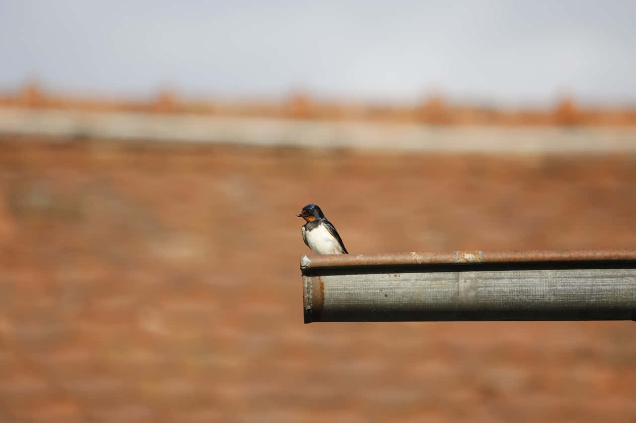 Swallow Restingon Metal Bar Wallpaper