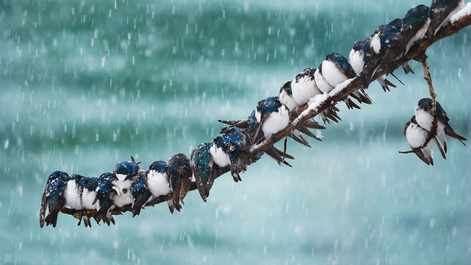 Swallows Braving The Rain.jpg Wallpaper