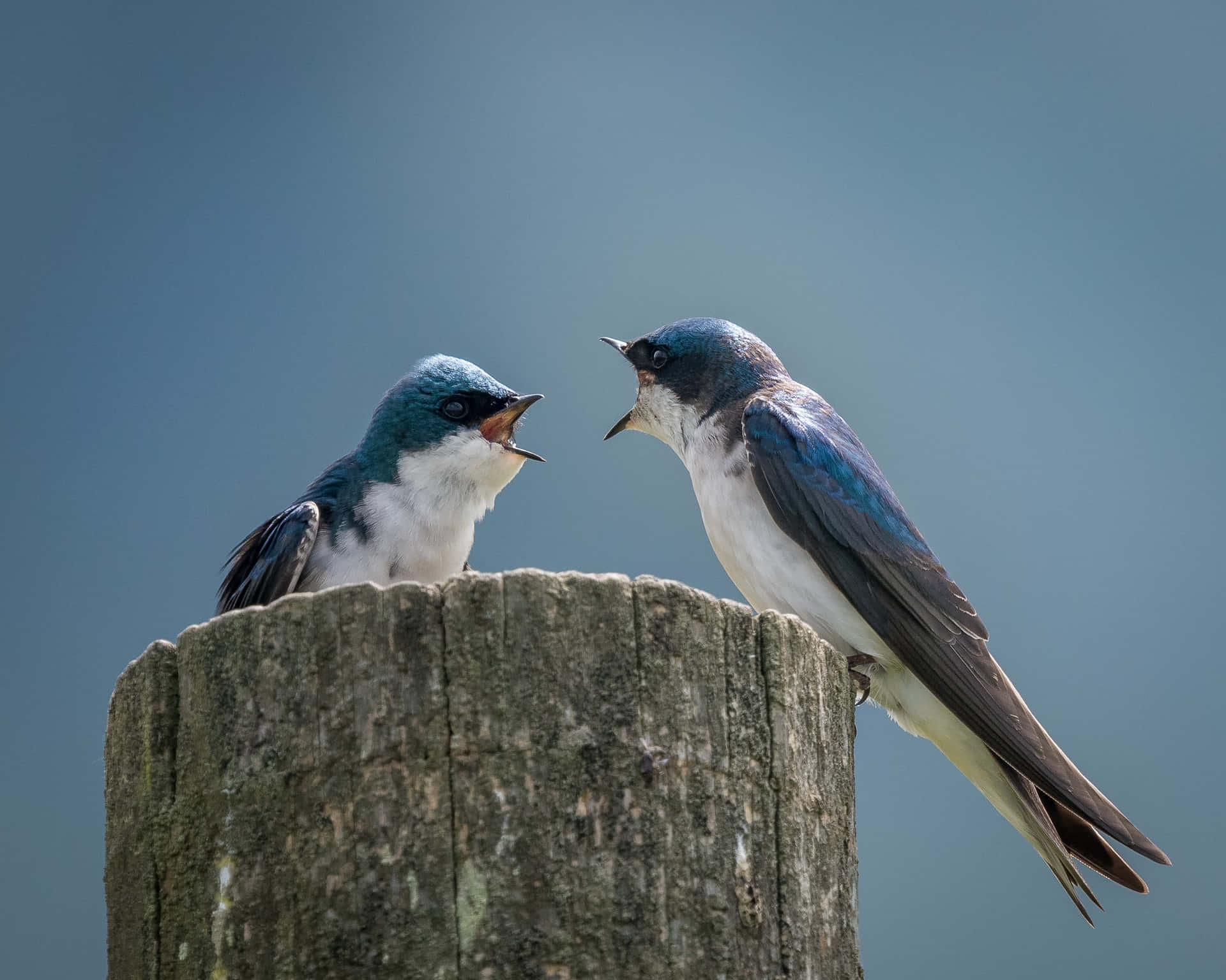 Swallows_ Conversation_on_ Post.jpg Wallpaper