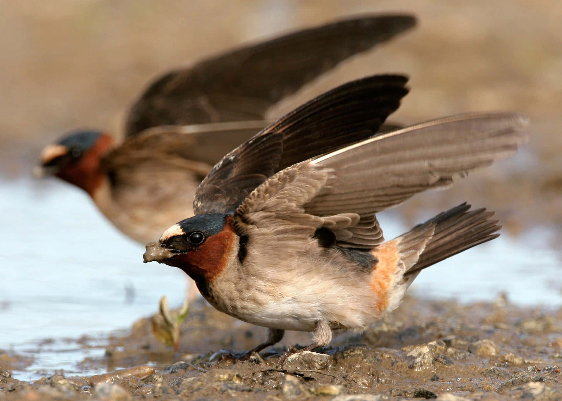 Swallows_ Gathering_ Mud_ For_ Nests.jpg Wallpaper