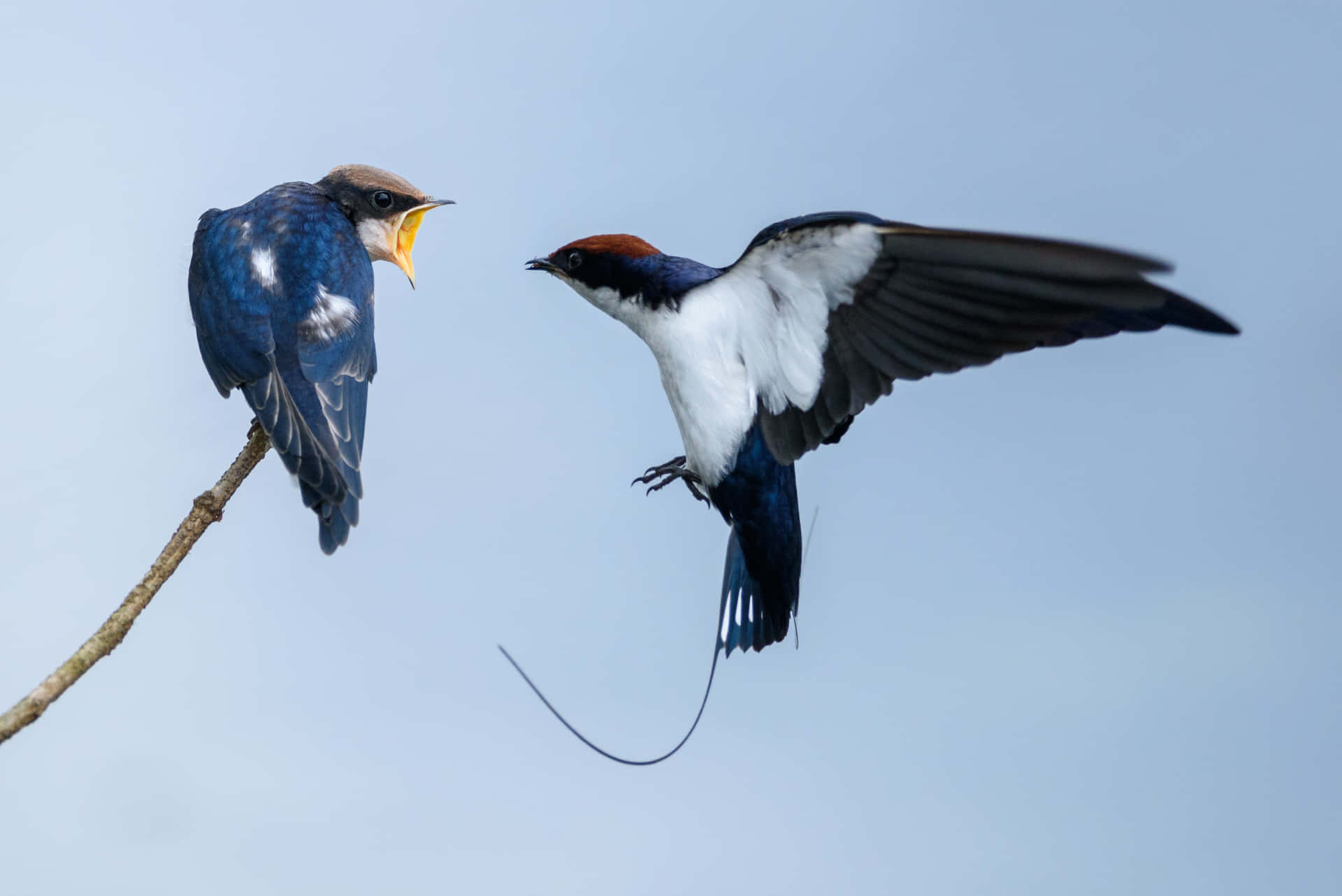Swallows Interactionin Flight Wallpaper