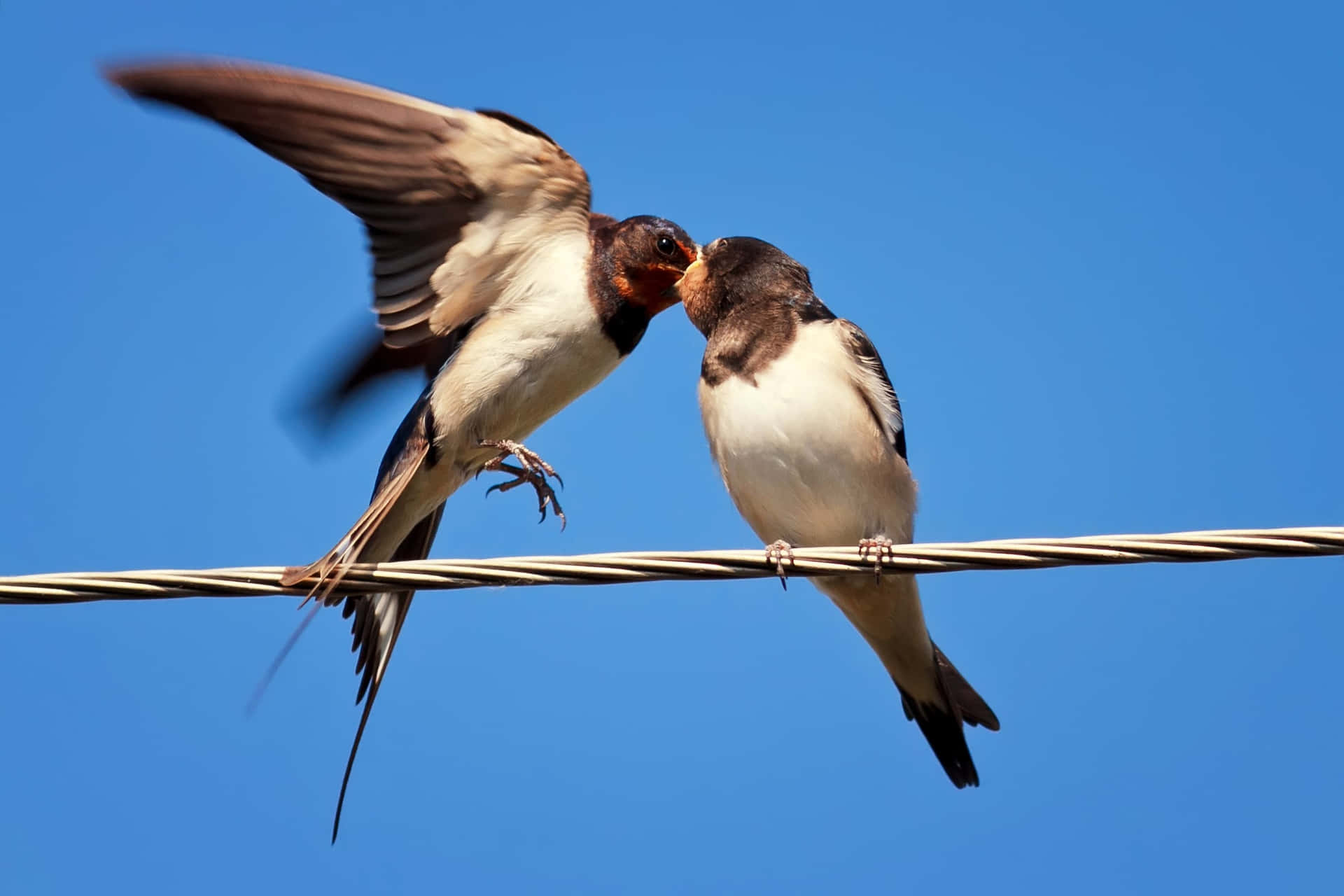 Swallows_ Mid Air_ Interaction Wallpaper