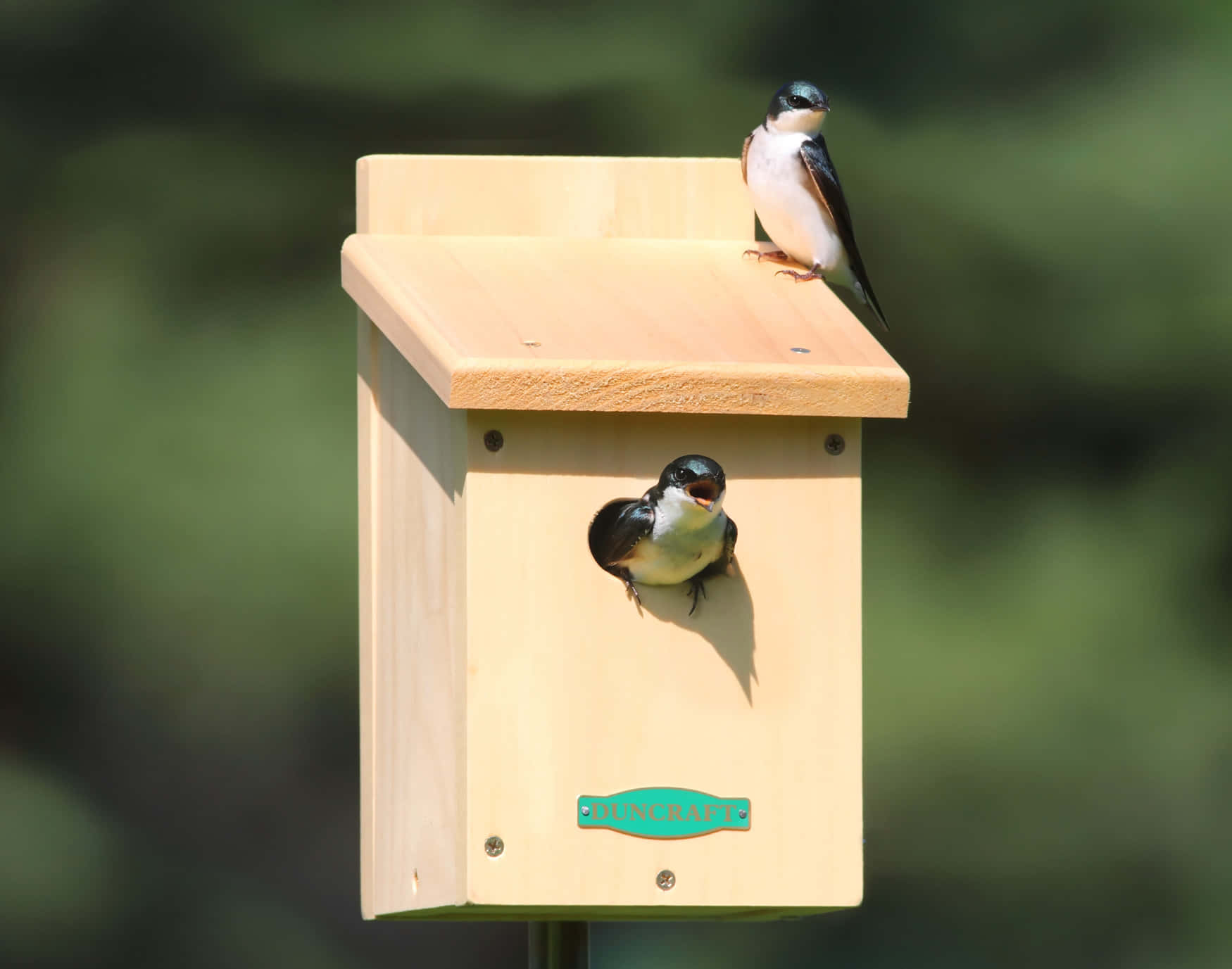 Swallows_ Perched_on_ Birdhouse Wallpaper