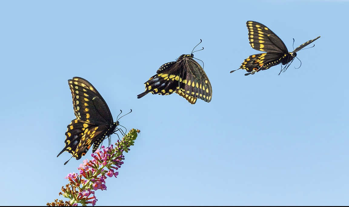 Swallowtail_ Butterflies_in_ Flight Wallpaper