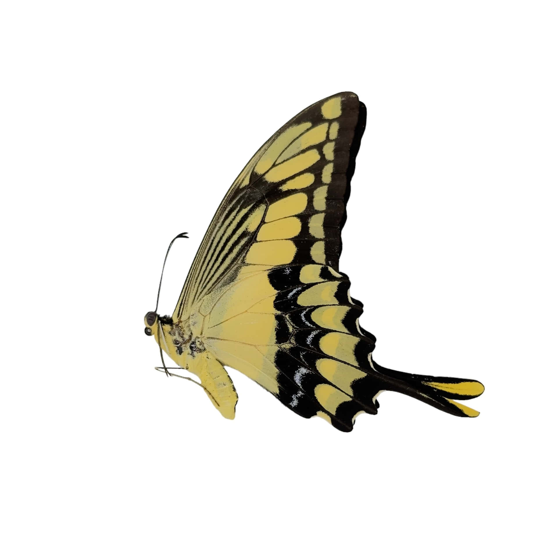 Swallowtail Butterfly Isolated Wallpaper