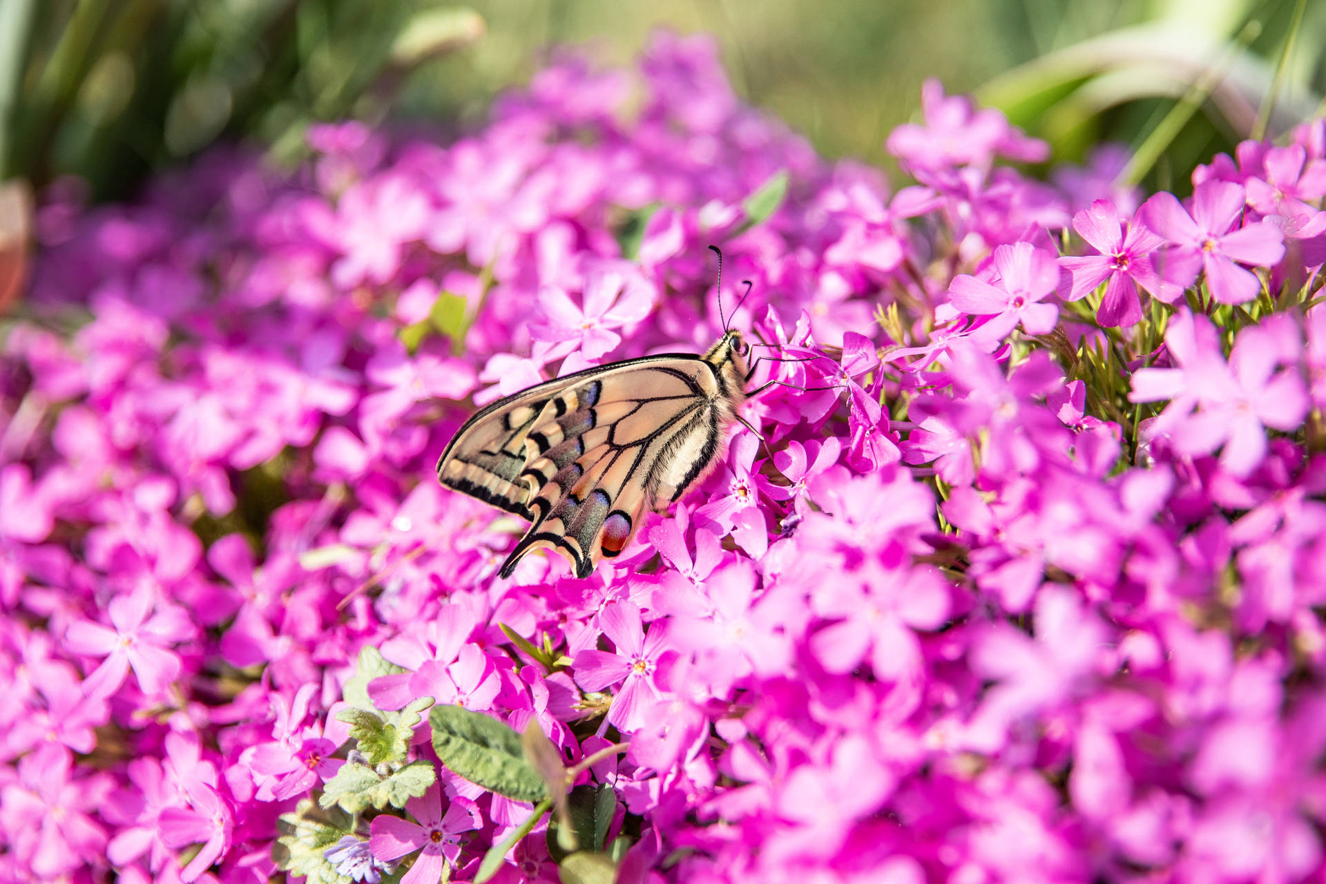 Swallowtail Butterfly On A Purple Flowers Wallpaper