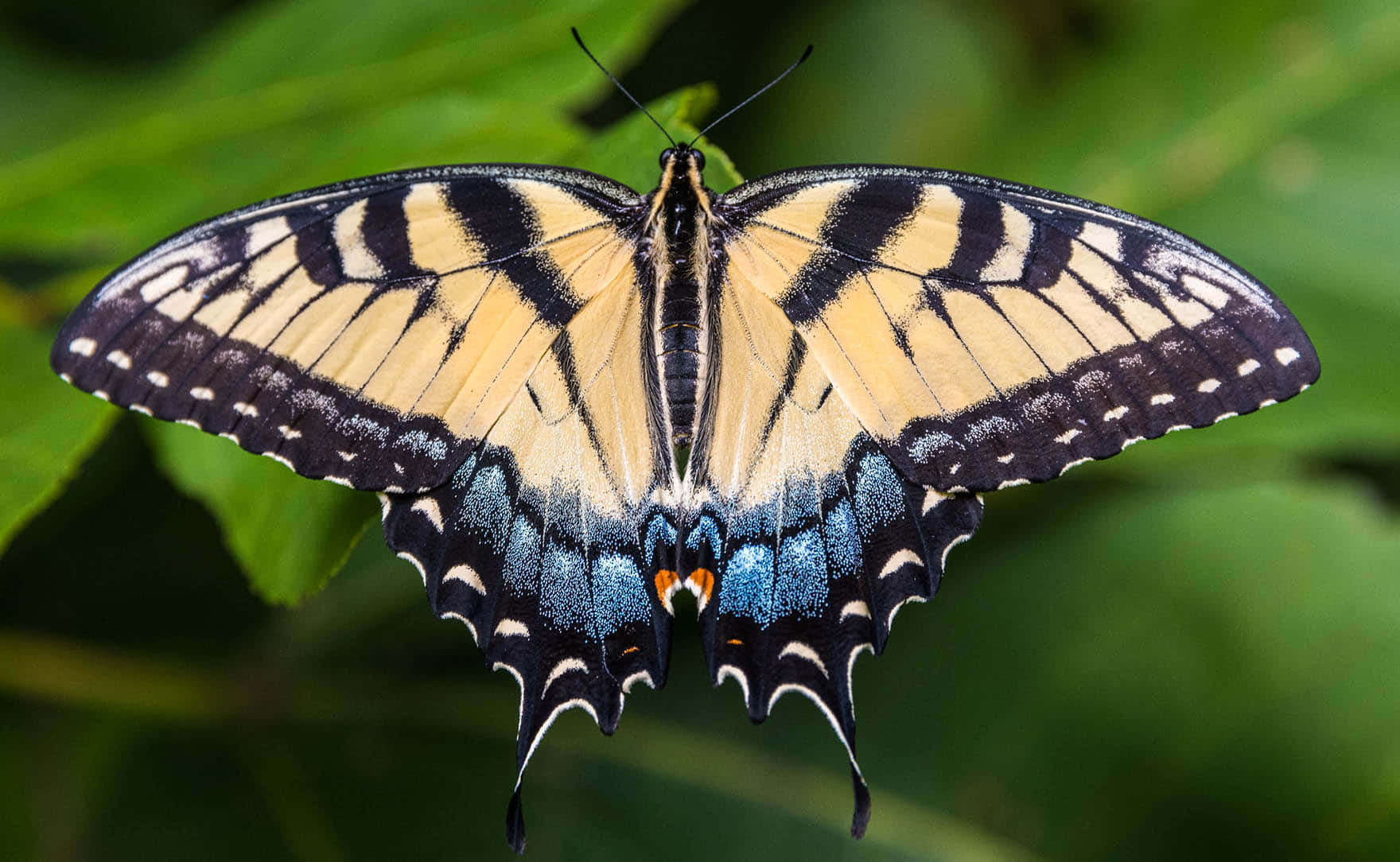 Swallowtail Butterfly Spread Wings Wallpaper