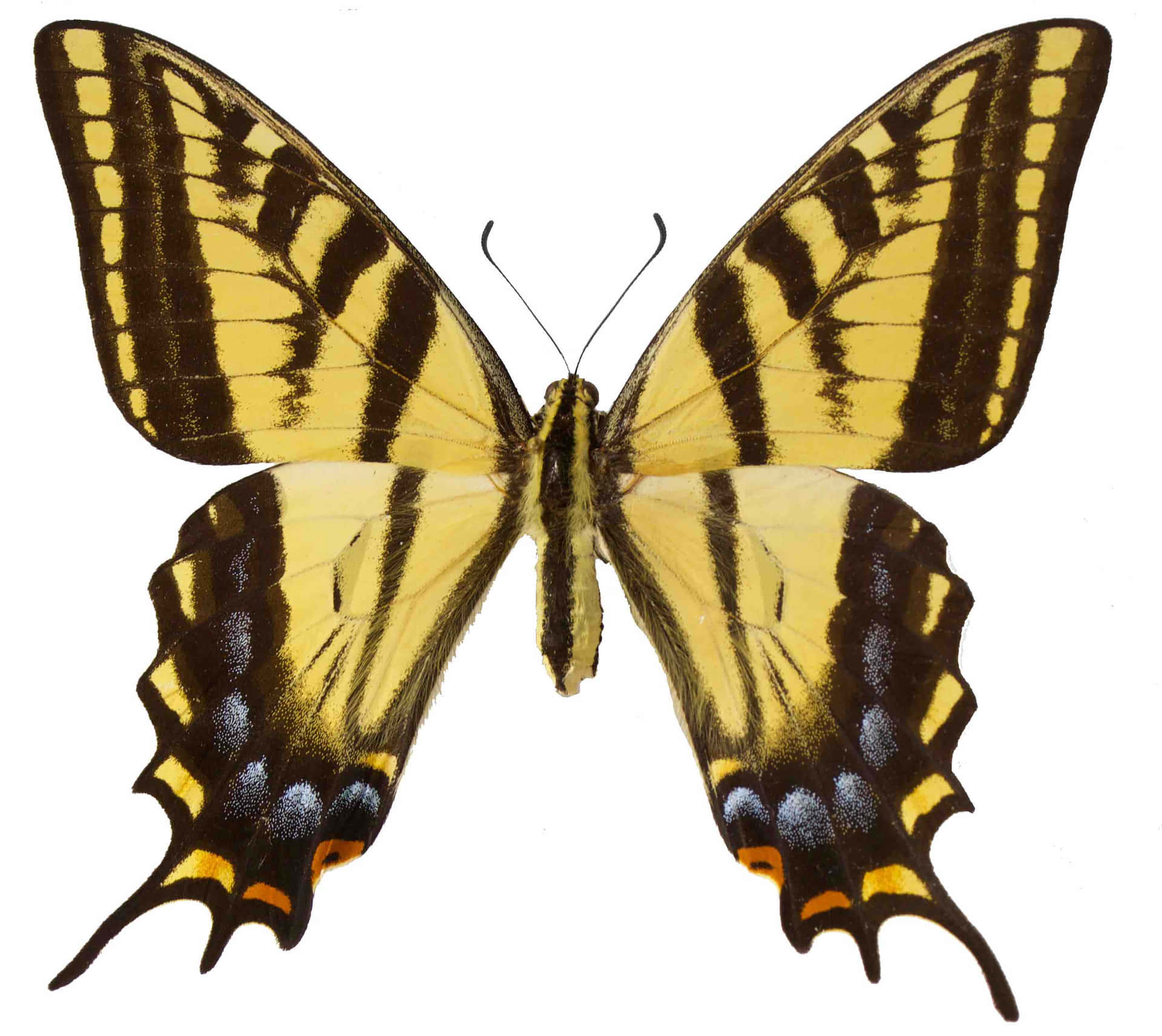 Swallowtail Butterfly Spread Wings Wallpaper