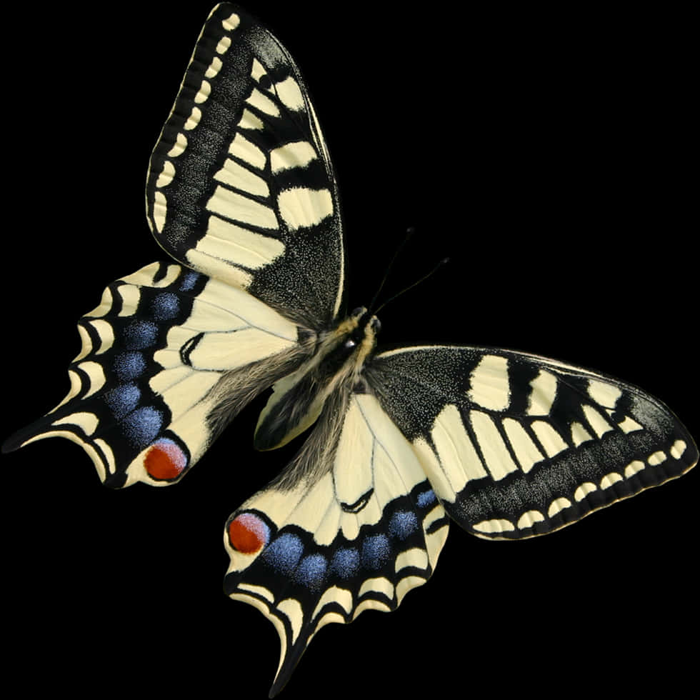 Swallowtail Butterflyon Black Background PNG