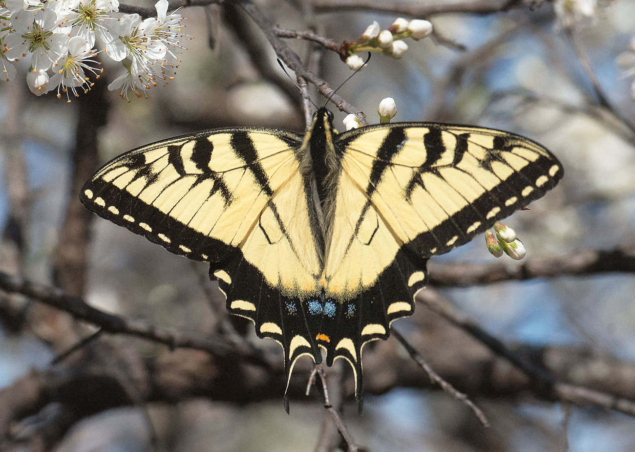 Swallowtail Butterflyon Blossoming Branch Wallpaper