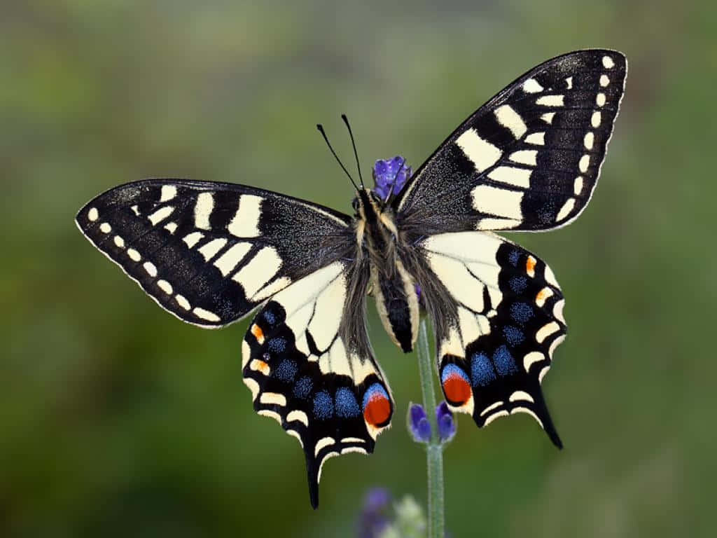 Swallowtail Butterflyon Flower.jpg Wallpaper