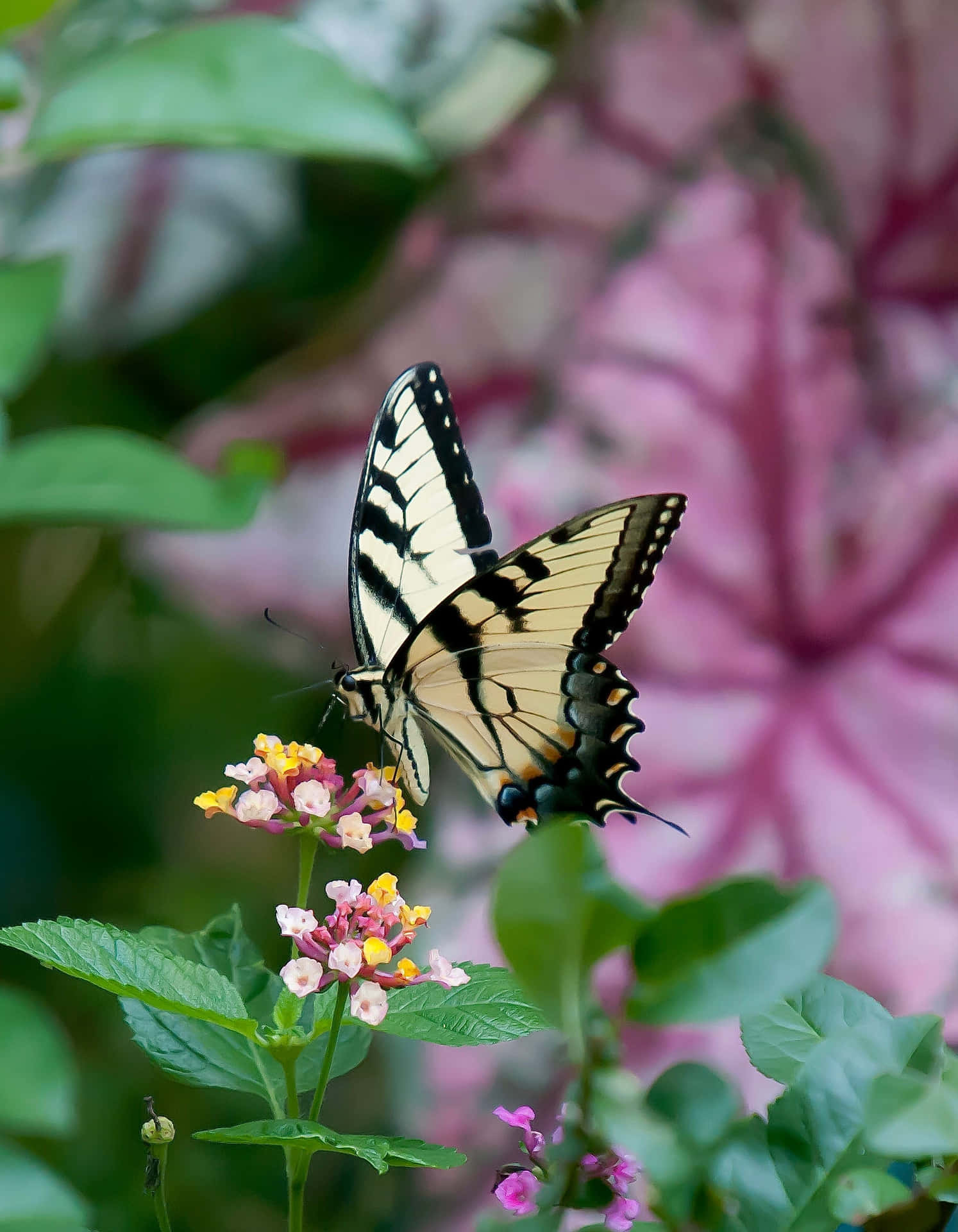 Swallowtail Butterflyon Flower.jpg Wallpaper