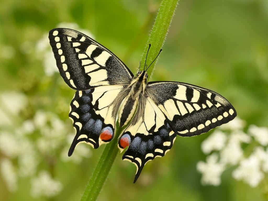 Swallowtail Butterflyon Flower Stem Wallpaper
