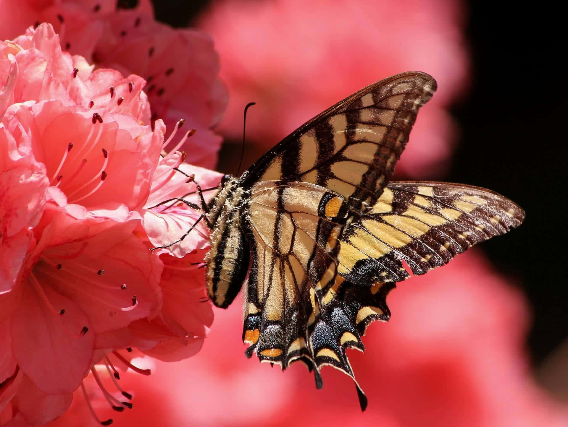 Swallowtail Butterflyon Pink Flower Wallpaper