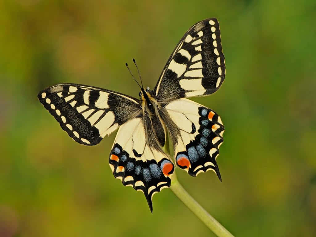 Swallowtail Butterflyon Plant Stem Wallpaper
