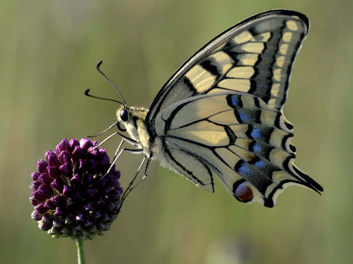 Swallowtail Butterflyon Purple Flower.jpg Wallpaper