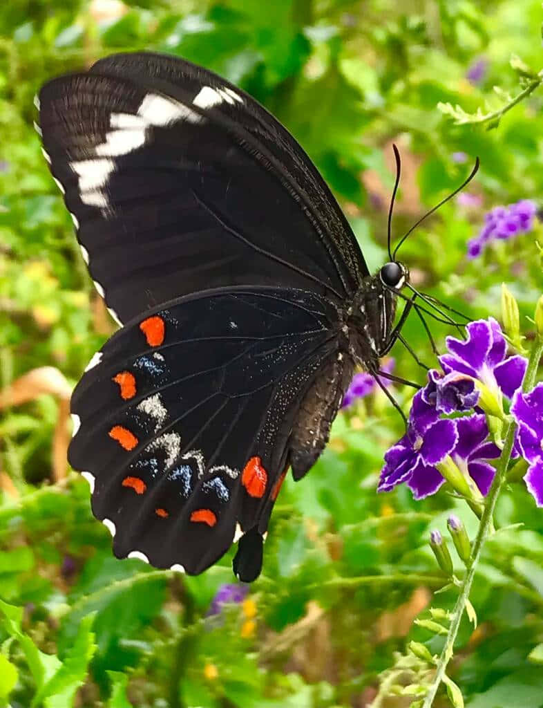 Swallowtail Butterflyon Purple Flower.jpg Wallpaper