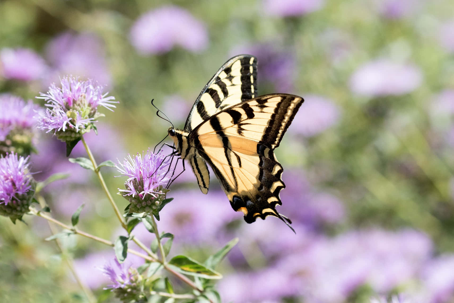 Swallowtail Vlinder Op Paarse Bloemen Achtergrond