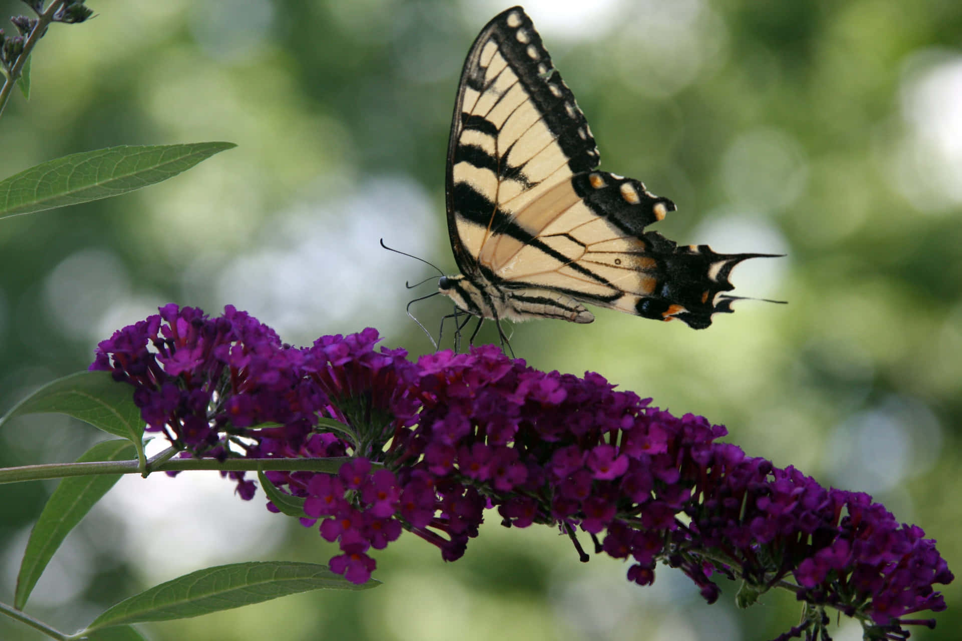 Swallowtail Butterflyon Purple Flowers.jpg Wallpaper
