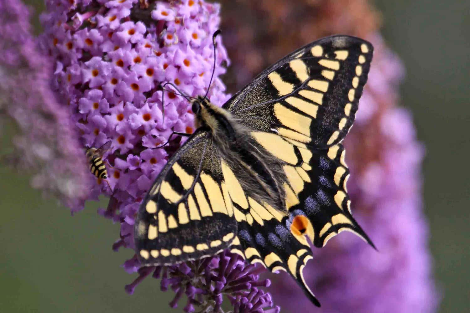 Swallowtail Butterflyon Purple Flowers.jpg Wallpaper