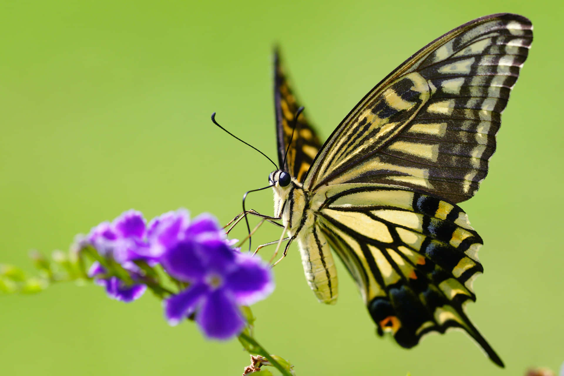 Swallowtail Butterflyon Purple Flowers Wallpaper