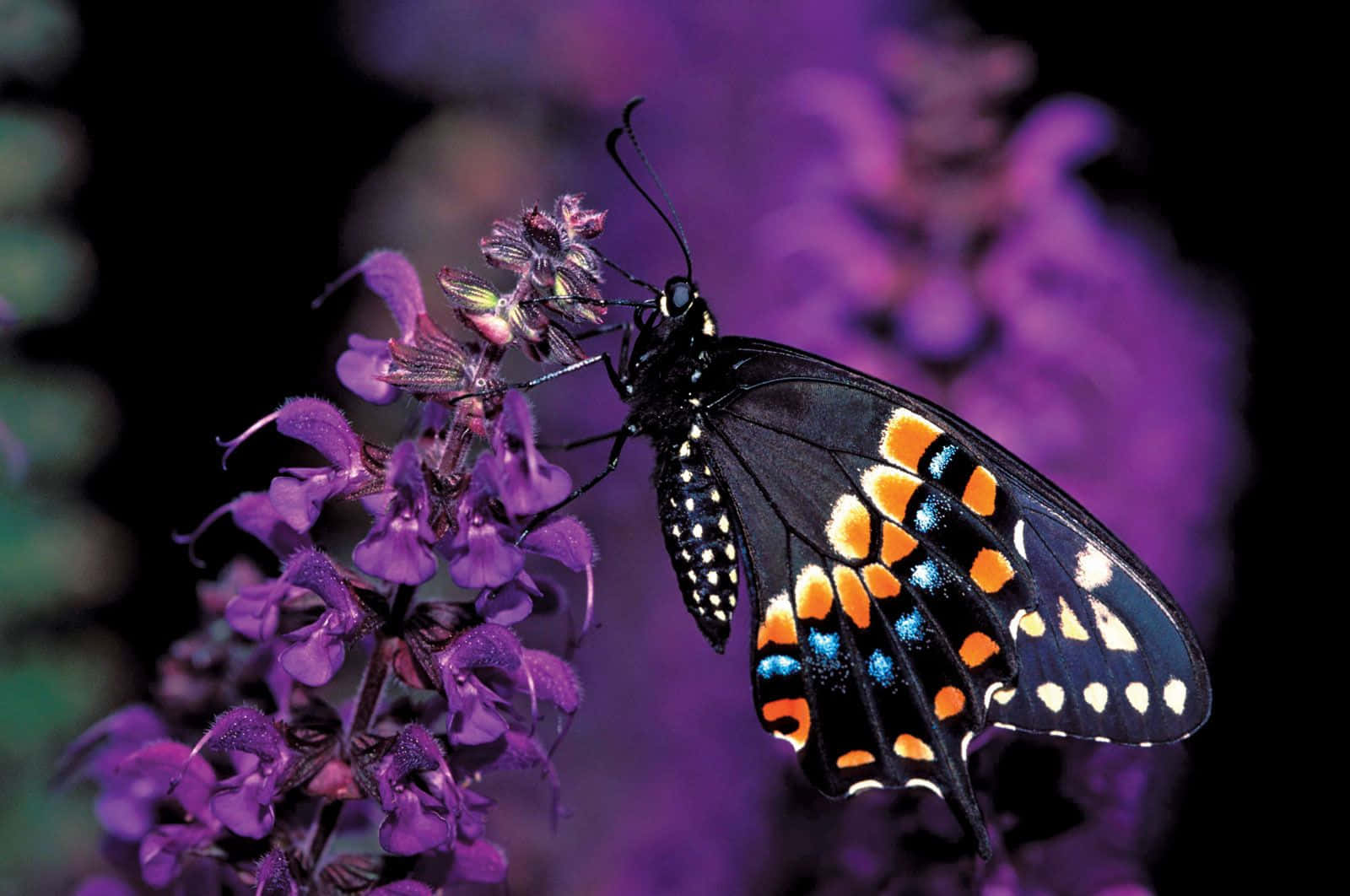 Swallowtail Butterflyon Purple Flowers Wallpaper