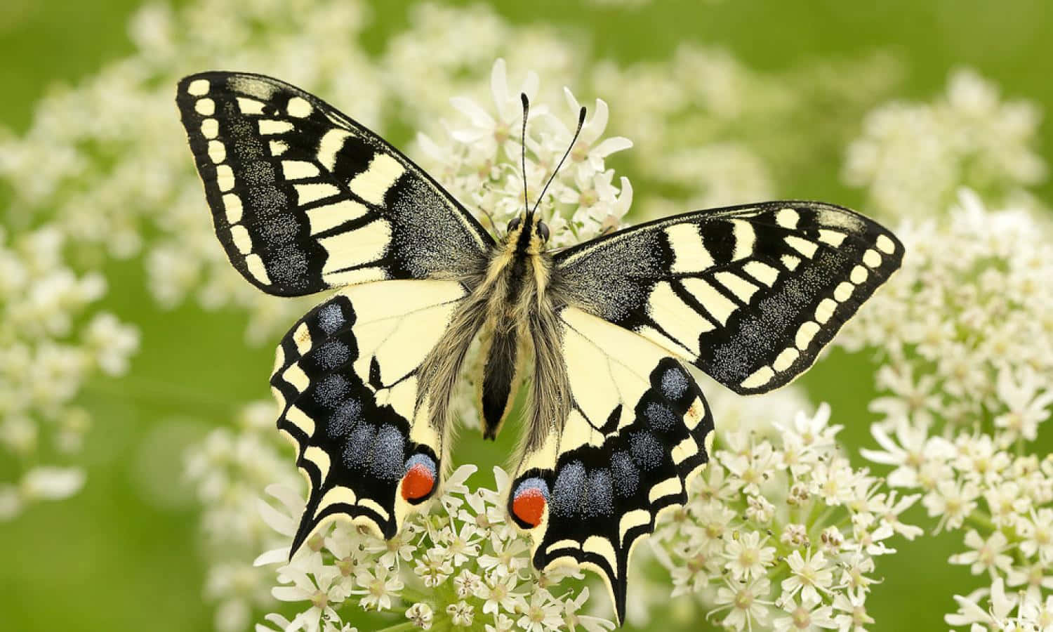 Swallowtail Butterflyon White Flowers Wallpaper