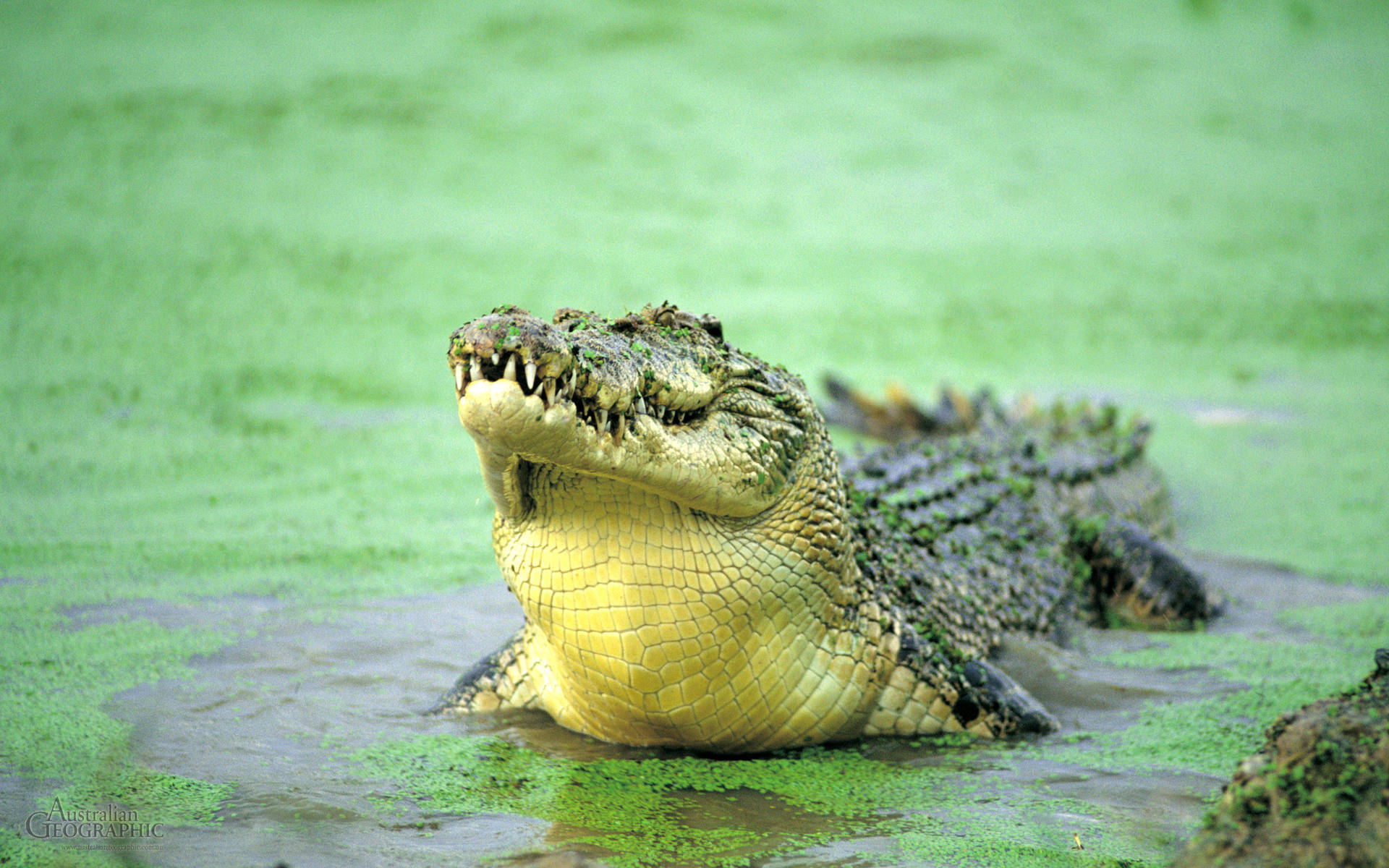 Swamp Alligator Wallpaper
