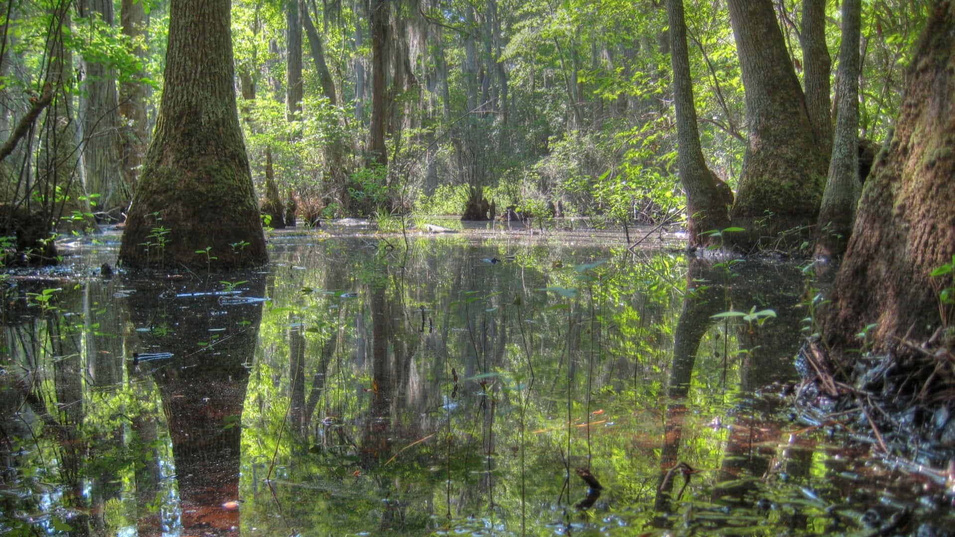 A tranquil view of a swamp's reflection in still water