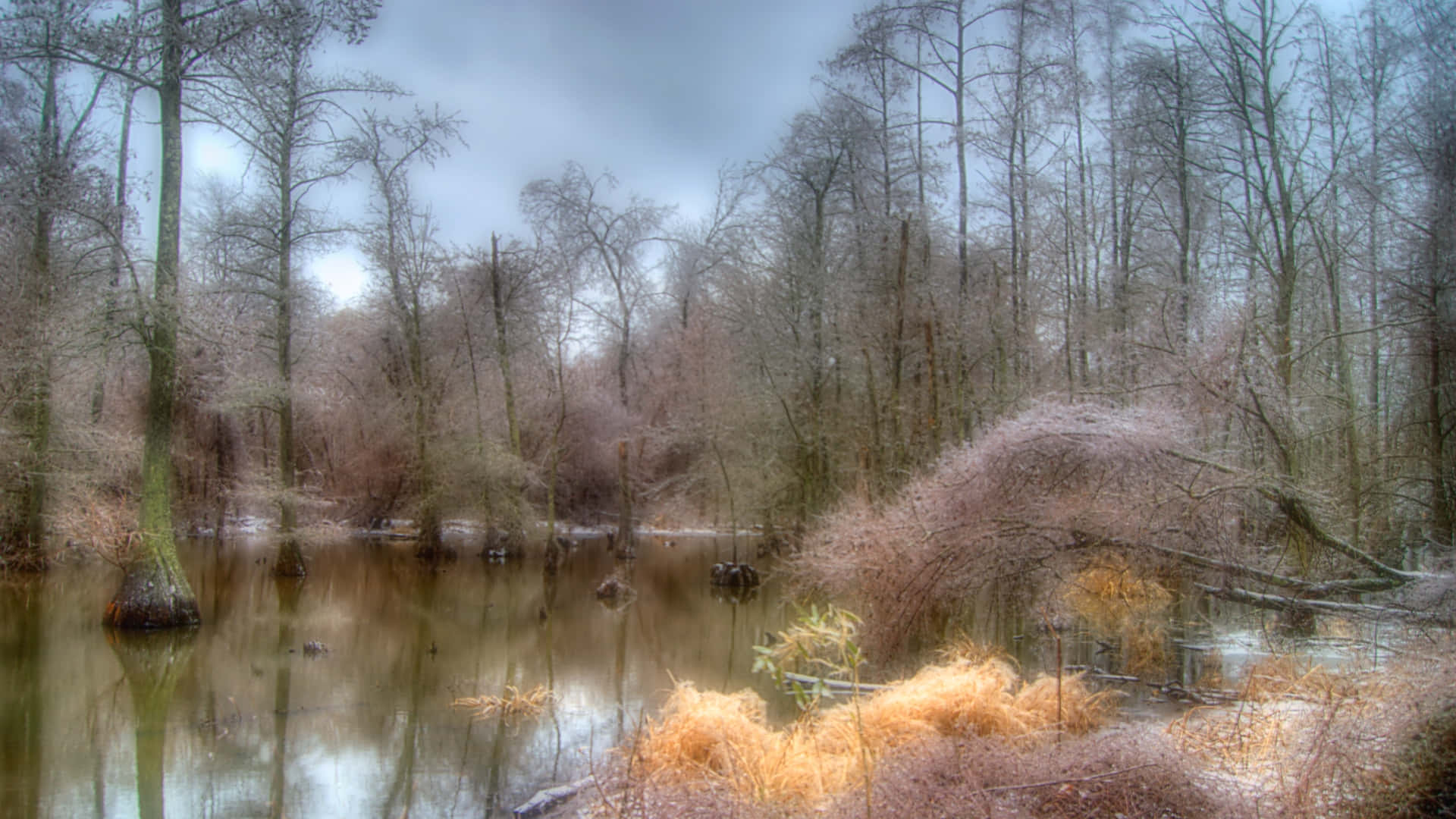 Discover the mysterious beauty of nature in this captivating swamp background