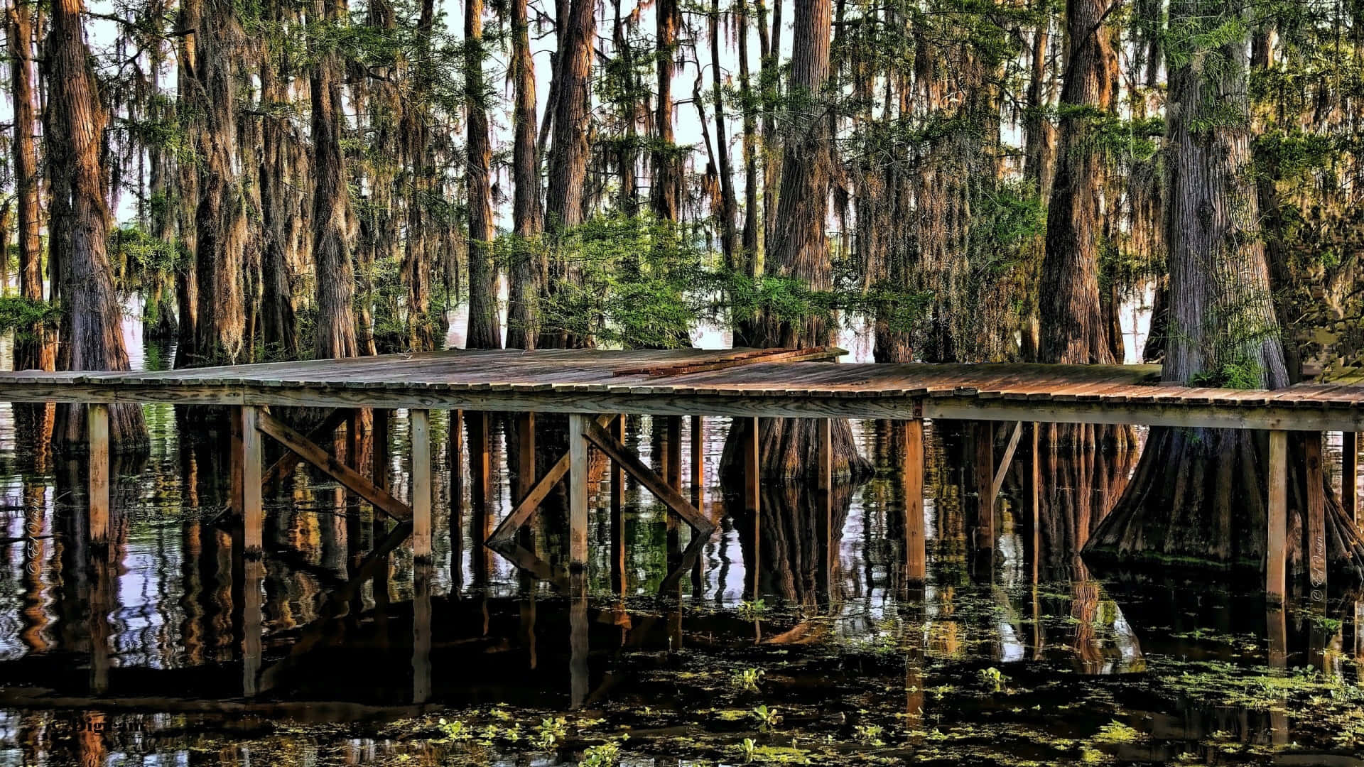 Explore The Secrets of The Swamp
