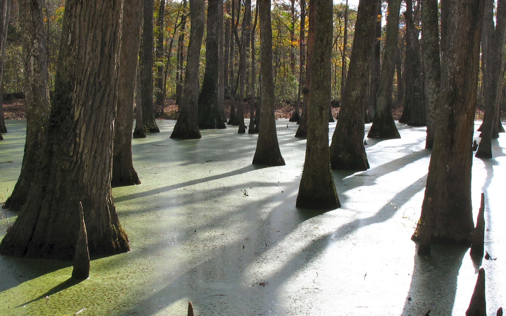 Explore Nature's Beauty in a Swamp