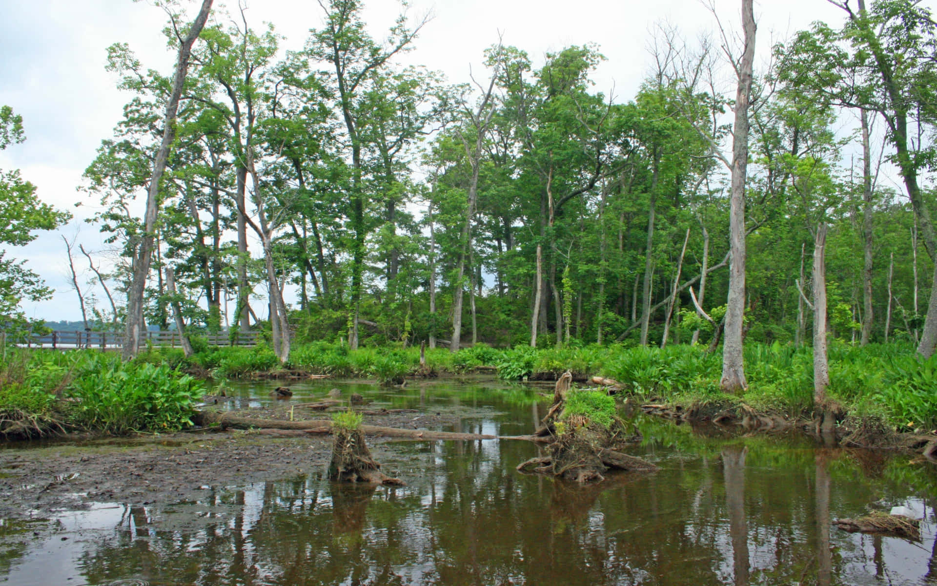A Swamp With Trees And Mud