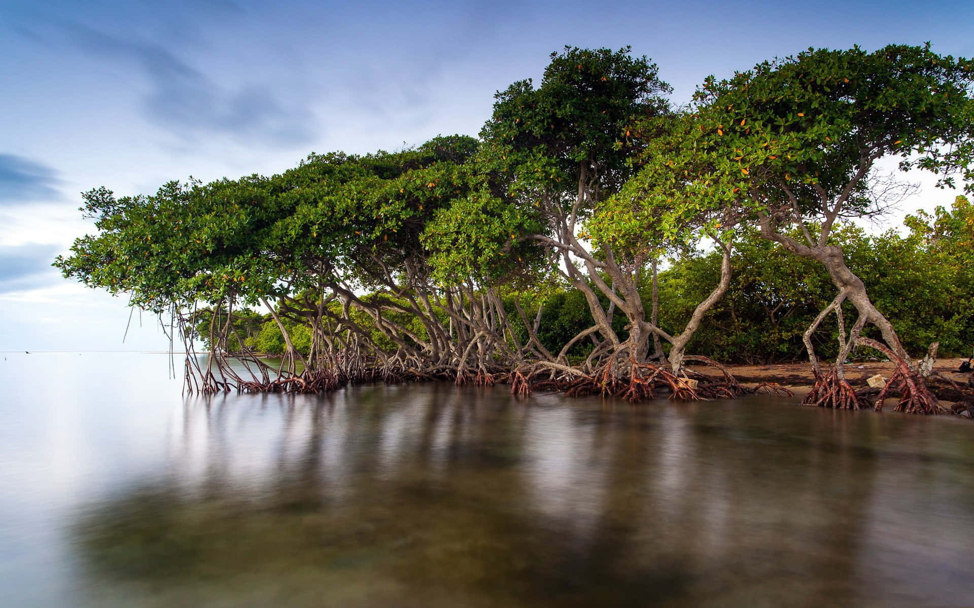 Mangrove Trees In The Water