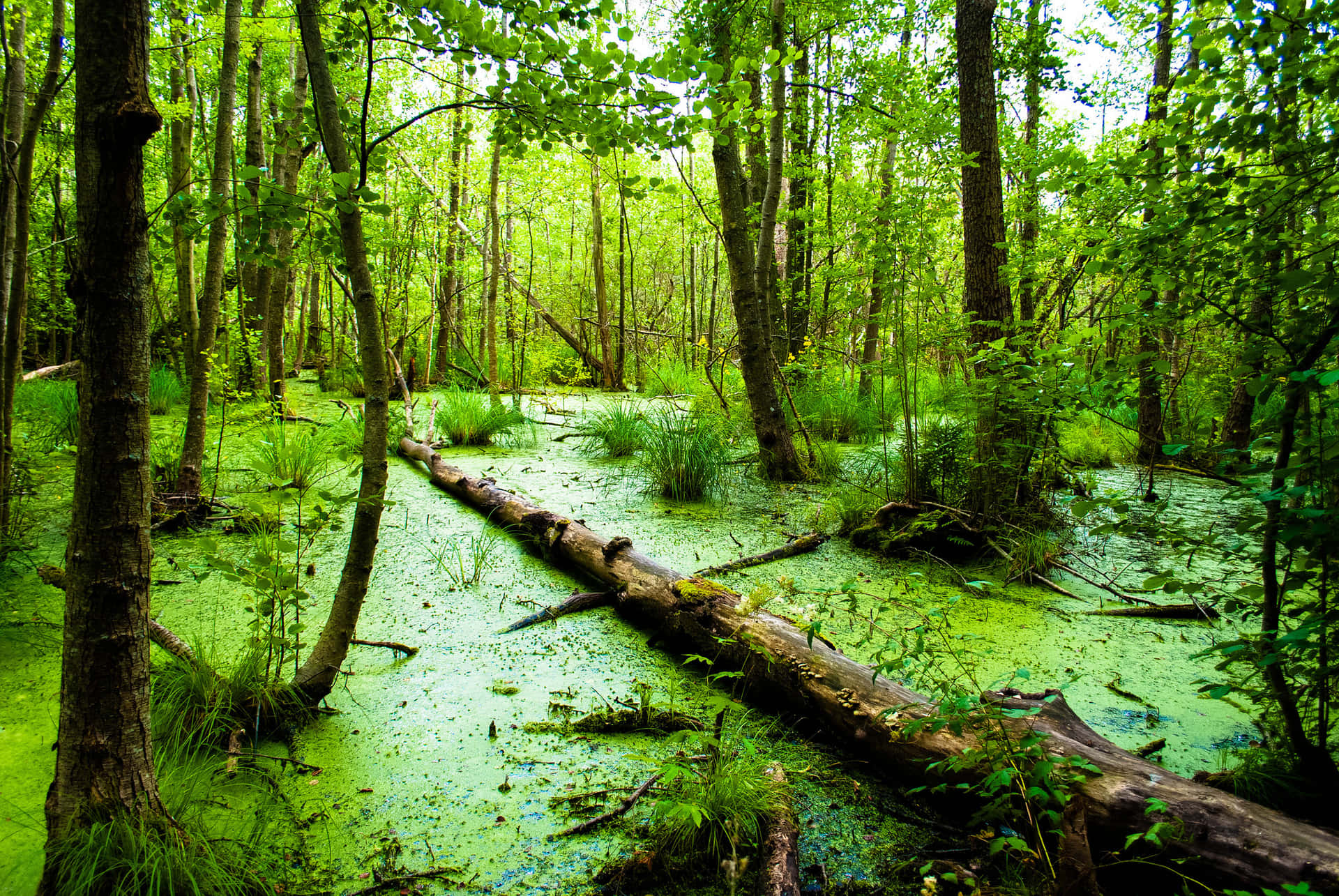 A Swamp With Green Algae And Trees